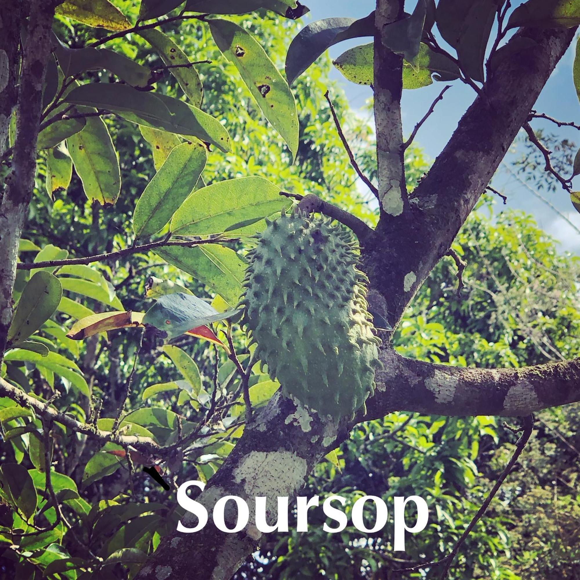 Soursop Hostel Cueta Dış mekan fotoğraf